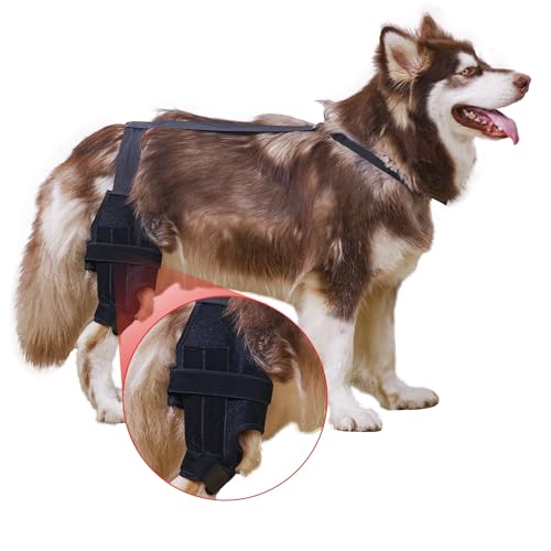 QCBF Dog ACL Knee Brace, Dog Knee Brace for Torn ACL Hind Leg, Dog ACL Brace hind Leg, Dog Leg Braces for Back Leg, Dog Hip Brace, Cruciate Care Knee Brace for Dogs (Medium)