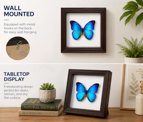 Image of Insect Pinning Kit for Beginners with Walnut Display Case, Butterfly & Bug Specimen Mounting Kit, EVA Foam Spreading Board, Insect Pins, Tweezers, Scissors & Wing Pressing Paper