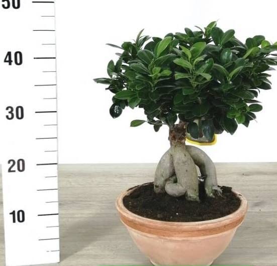 POWERS TO FLOWERS - FICUS GINSENG BONSAI XL, IN VASO CIOCCIO DECORATO, pianta vera