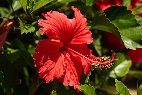 Natural health products Hibiscus Powder Organic, Rosa Sinensis, Shoeblackplant, Tea, Drinking, Eating, Herbal Hair Growth, Thicker & Stronger (100Gm) 2
