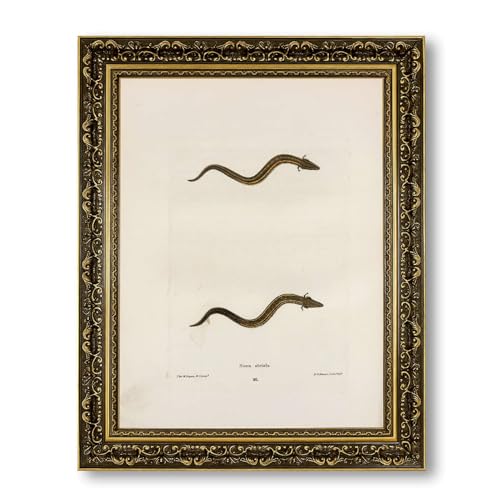 Vintage Framed Siren Striata Animal Illustration Canvas Print Oil Paintings