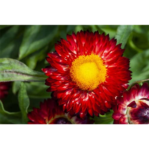 Strohblume 'SUNBRELLA? Red' , Bracteantha 'SUNBRELLA? Red' Cover