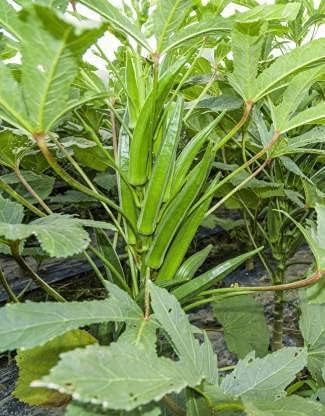 BALAJI TRADING COMPANY Ladyfinger High Germination Seeds for Your Garden/Easy to Grow/Organic Hybrid Vegetable Seeds for Home and Terrace Gardening