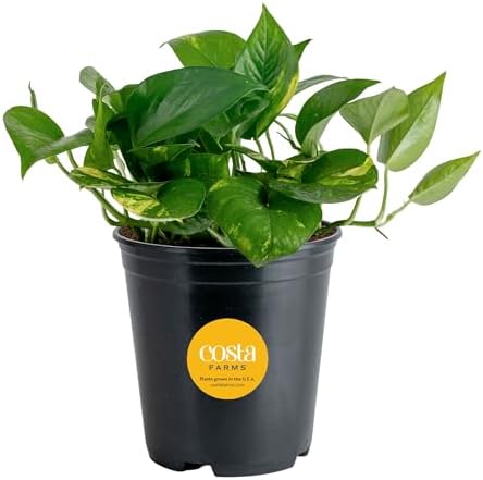 Costa Farms Golden Pothos Live Plant, Easy Care Indoor House Plan...