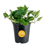 Costa Farms Golden Pothos Live Plant, Easy Care Indoor House Plant in Grower's Pot, Potting Soil, Great for Outdoor Hanging Planter or Basket, Housewarming Gift, Desk Decor, Room Decor, 10-Inches Tall