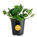 Costa Farms Golden Pothos Devil's Ivy Live Indoor Plant, 6-Inch