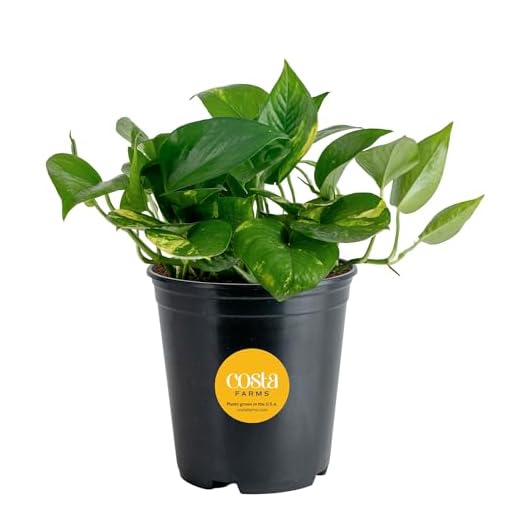 Costa Farms Golden Pothos Live Plant, Easy Care Indoor House Plant in Grower's Pot, Potting Soil, Great for Outdoor Hanging Planter or Basket, Housewarming Gift, Desk Decor, Room Decor, 10-Inches Tall