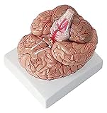  Modelo de enseñanza El modelo de cerebro natural, de 9 componentes, muestra la estructura morfológica básica del cerebro, así como las arterias. Puede ayudar a los estudiantes a llevar a cabo una práctica docente integral para lograr el máximo progreso combinando de manera efectiva la teoría con la práctica, Permitir a los estudiantes dominar de manera efectiva el conocimiento relevante