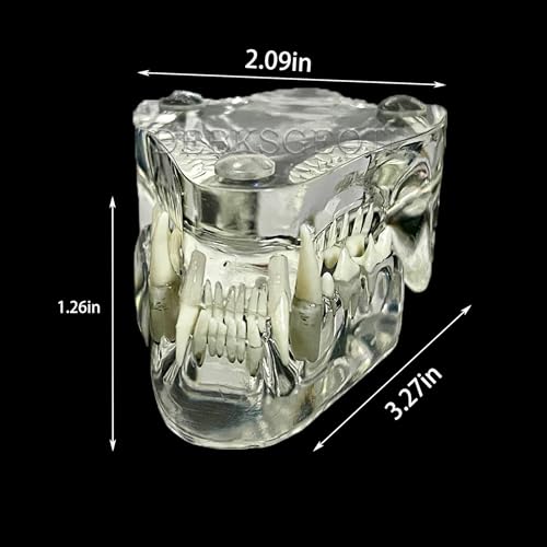 Image of Feline Jaw Dental Cat Oral Clear Typodont Teeth Model Pet Clinic Anatomical Tooth Jaw for Veterinary Office Education Decoration Demonstrate (Cat Teeth Model)
