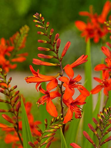 CROCOSMIA - Crocosmia Lucifer (Fiery Stars) Flower Bulbs for Spring Planting Red Color 60-85cm Height X20 Bulbs