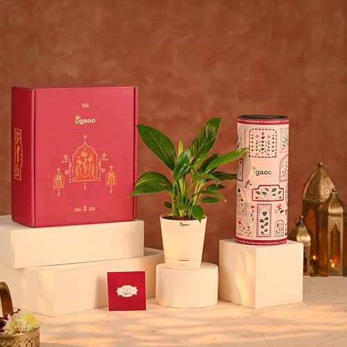 Image of UGAOO Diwali Hamper 8
