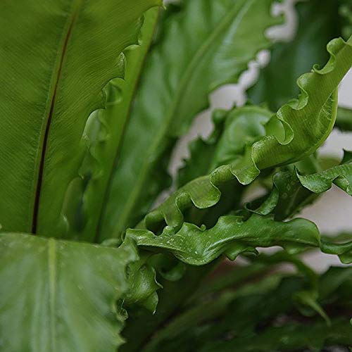 Amazon.com : Victoria Japanese Birdsnest Fern - Live Plant in a 4 Inch Pot  - Asplenium Nidus (antiquum) 'Victoria' - Beautiful Clean Air Indoor  Houseplant Fern : Patio, Lawn & Garden