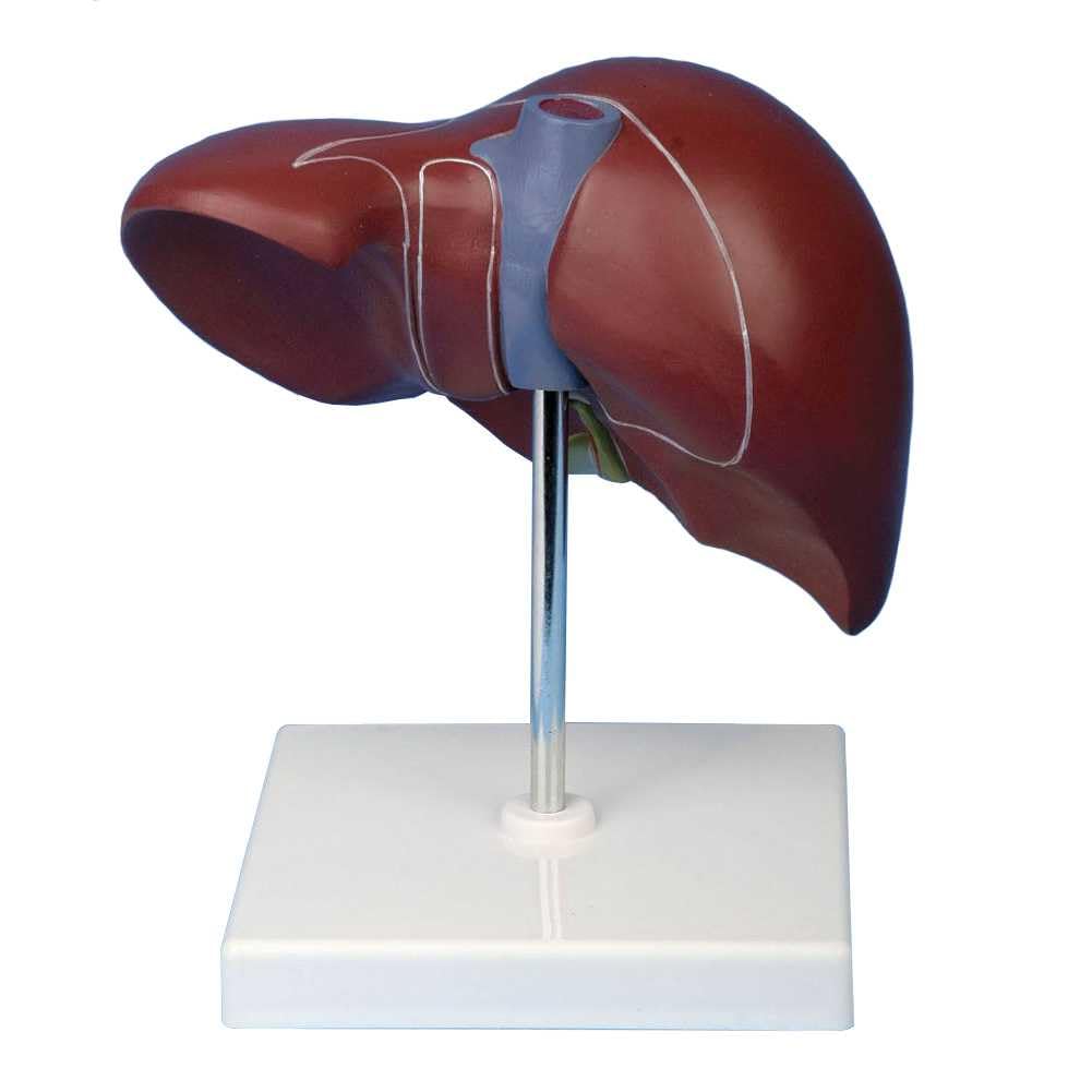 Modèle hépatique 3D de démonstration avec instructions et texture étiquetée