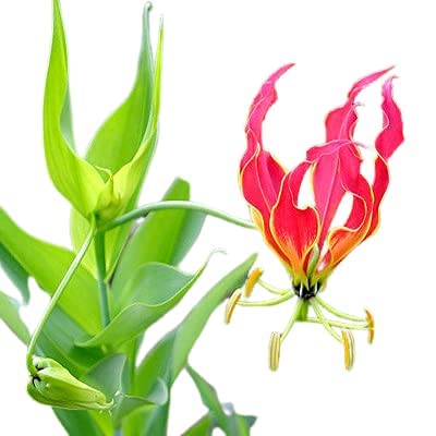 Ashokavanam Flame Lily plant (Gloriosa superba) medicinal creeper plant (B0BH18QW83) Amazon Price History, Amazon Price Tracker