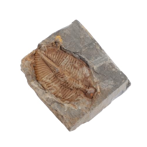 OSOLADY for Boys and Girls Trilobite Specimens Real Trilobite Stone for Classroom Desktop Adornment