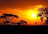 wandmotiv24 Fototapete Steppe Sonnenuntergang, M 250 x 175 cm - 5 Teile, Wanddeko, Wandbild, Wandtapete, Vlies-Tapeten, Afrika, Sonne, Abend M0367