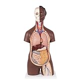3B Scientific Standard Torso Modell, geschlechtsneutral, 12-teilig, dunkle Hautfarbe - 3B Smart Anatomy