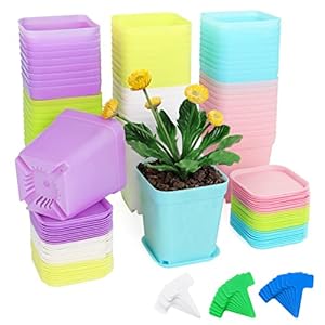 Fippy 60 stuks kleine plastic plantenpot 7 cm, vierkante plantenkwekerij potten met dienbladen, plant zaailingpot, plastic kleurrijke bloempot voor tuin kantoor en balkon decor, meerkleurig
