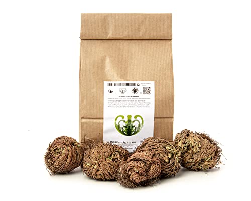 YAKEBA | Rose von Jericho | Selaginella lepidophylla | SPARSET | 5 Stück I Perfekte Indoor Plants als Deko oder Terrarium/DIY Flaschengarten Zubehör (XS)