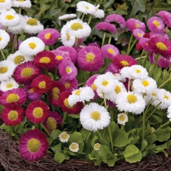 BIOCARVE Daisy-Bellis pomponette Mix Flower Seeds | No. of seeds : 200 (B0BTVQV75R) Amazon Price History, Amazon Price Tracker