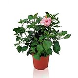 Planta con flores rosas. Hibiscus Natural Planta Ideal para el Hogar - Decoración Natural con Flores Rosas
