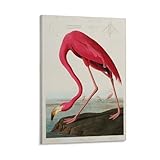 CAIFF Vintage Flamingo Print Birds of America Poster Red Pink Wall Art Decor Retro Tropical Botanical Animal Prints Posters Canvas Wall Art Deco Frame 12x18inch(30x45cm)