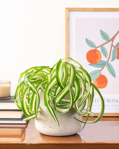 Prickle Plants Curly Spider Plant - Indoor Decorative Housep