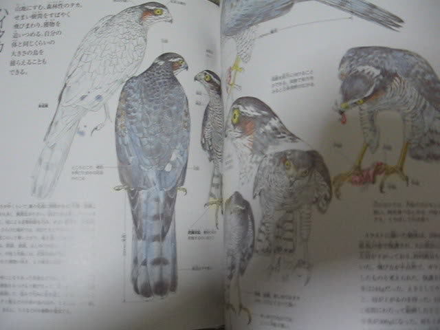 鳥の形態図鑑 (細密画シリーズ) 鳥の形態図鑑 | 赤 勘兵衛 |本