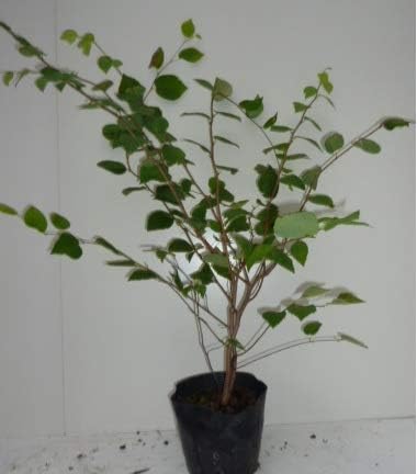 Amazon Co Jp 本セット ヒュウガミズキ 樹高0 4m前後 15cmポット ひゅうがみずき 日向水木 販売 苗 植木 苗木 庭木 垣根 生垣 生け垣 生垣用 目隠し 木 服 ファッション小物