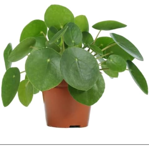 Chinese Money Plant- Pilea Peperomioides- 1x 1cm Potted Plant Cover