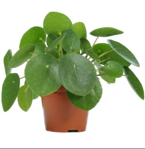 Chinese Money Plant- Pilea Peperomioides- 1x 1cm Potted Plant