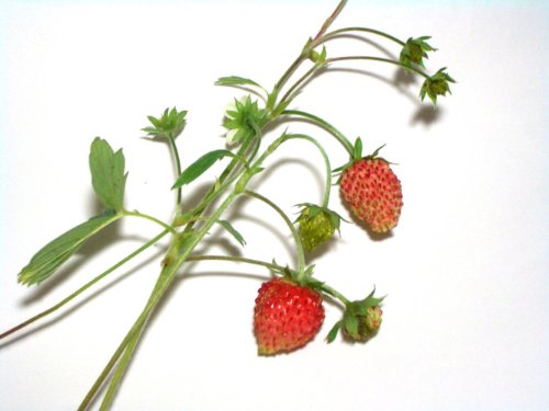 ナガクラ リトルガーデン・プロ ワイルドストロベリー LGP-09 5枚目