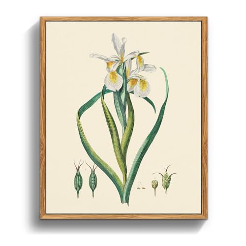 crmotu Botanical Framed Wall Art, Iris Floral Canvas Art Wall Decor, Nature Plant Aesthetic Vintage Prints, Minimalist Still Life Bathroom Bedroom Home Office Kitchen Decorations Artwork, 8x10inch