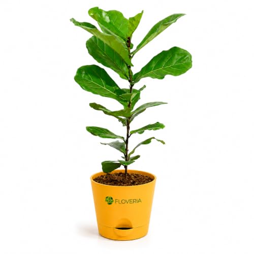 Image of Ficus Lyrata Fiddle Leaf Fig Plant | Live Indoor Plant for Home & Office | Air Purifying Houseplant | Low Maintenance Green Foliage | Decorative Potted Plant for Living Room