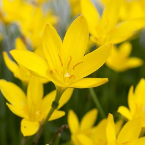 Image of Rain Lily Flower Bulbs | Premium Landscape Grade | Easy to Grow | Heavy Blooming Perennial Flowers | Ideal for Gardens, Farmhouses, Resorts & Landscaping | Healthy Bulbs Pack of 1000 Yellow