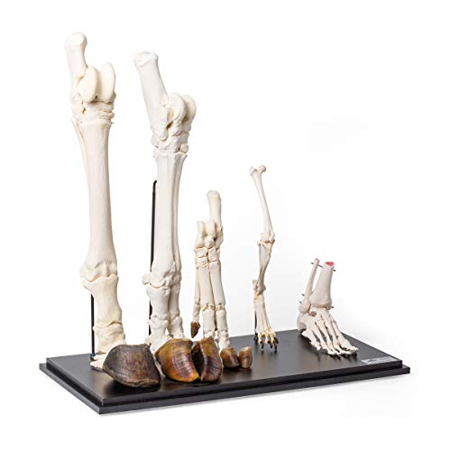 Image of 3B Scientific GmbH T300241 Comparison of Mammals Hind Limbs