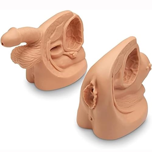 Unbit 2Pcs männlich und weiblich Katheter Anatomie Modell, Urin-Katheterisierung Modell internen und externen Genitalien Anatomie Modell für klinische Lehre und praktische Ausbildung