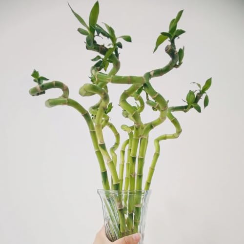 Semillas de bambú de la suerte - interior purificadoras aire decoración sala estar verdes oficina variedades antiguas semillas productos sostenibles 40pcs