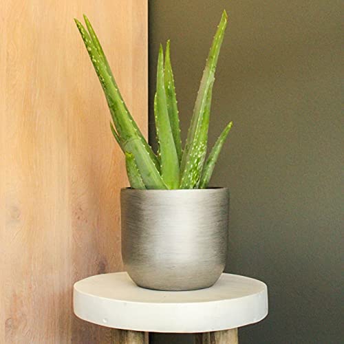 ZynesFlora Plante d'aloe vera véritable en pot de fleurs Ø 10,5 cm - Hauteur : 35-40 cm - plante médicinale succulente – vue 4
