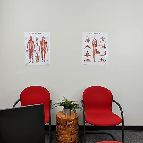 Image of Anatomy Lab 2 PACK Muscular, Yoga Anatomy Poster Set | LAMINATED, Anatomy and Physiology Poster, 17.3 x 22.5 Inches, Muscles Diagram, Workout Set