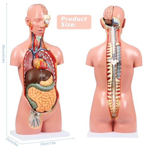 Image of JNMFTD Human Torso Anatomy Model, 33.4 inch 17 Part Removable Life-Size Model with Heart Brain Visceral Organ Muscular Layers Bone Vessels Nerves Includes Product Manual for Medical Scientific Education