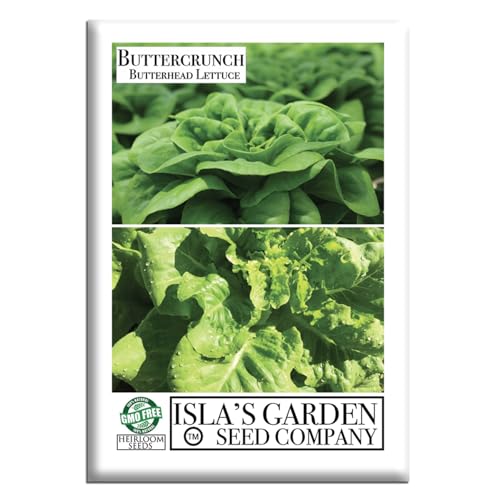 Buttercrunch Butterhead Lettuce Seeds for Planting – 1000+ Non-GMO & Heirloom Seeds, Botanical Name: Lactuca Sativa, Crisp & Tender Leaves, Perfect for Salads & Sandwiches, by Isla’s Garden Seeds