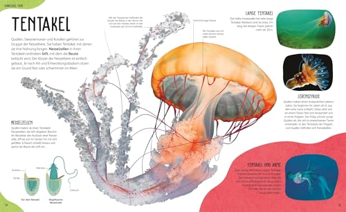 Anatomie der Tiere: Das geheimnisvolle Innenleben unter Fell, Federn und Schuppen. Tieranatomie großartig visuell aufbereitet. Für Kinder ab 7 Jahren