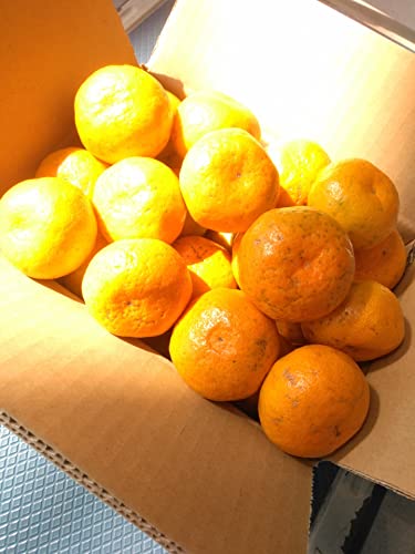 高知産 早生山北みかん3kgサイズお任せ! ワケ有り一般ご家庭用蜜柑:ミカン