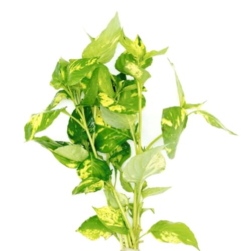 PlantasAcuario Planta acuática NOMAPHILA VARIEGATA Planta de Acuario Viva y Natural para acuarios plantados en Maceta de 5cm