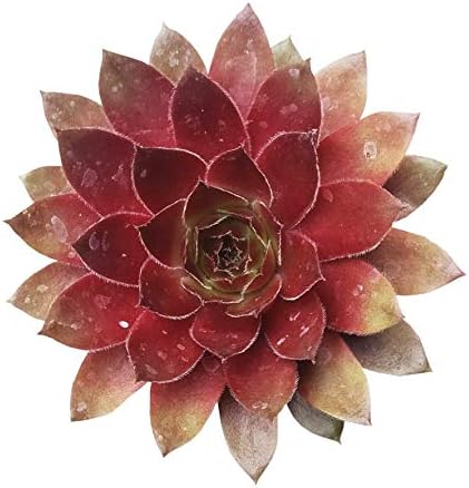 Sempervivum Red Lion 2 inch - Healthy Succulent Sempervivum Live Easy Care Indoor House Plant, Fully Rooted in 2/4/6 inch Sizes
