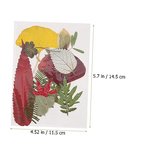 TEHAUX 2 Peças 1 Material De Gravação De Flores Secas Folhas Prensadas Vívidas Outono Outono Folhas
