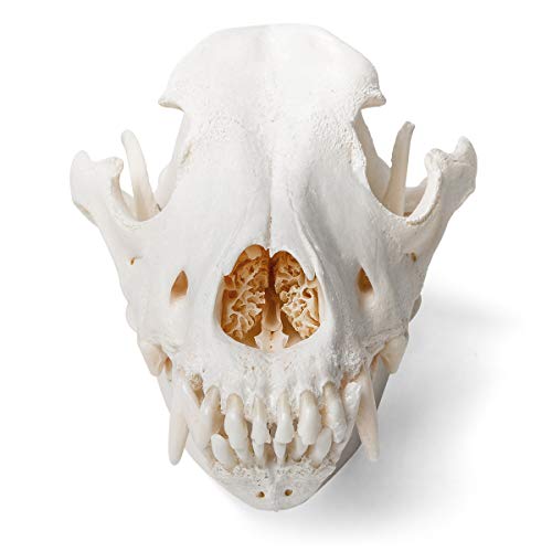 Image of 3B Scientific GmbH T30021M Dog Skull, M
