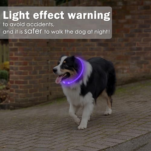 Coolzon LED Leuchthalsband Hundehalsband Aufladbar, Wasserdicht Halsband Hund 3 Modi, Leuchtband Hund Halsband Längenverstellbareres Super Helle Kalsband Katze und Hunde Klein Groß Mittel, Lila