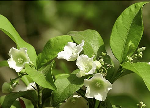 See full amazon price history chart for Mphmi Plants Vallaris Solanacea Plant - Creepers & Climber Flower Garden Live Plant Nursery Indoor Outdoor Living Plants Mphmi Plants Vallaris Solanacea Plant - Creepers & Climber Flower Garden Live Plant Nursery Indoor Outdoor Living Plants (B0951WHXR6) Amazon Price History, Amazon Price Tracker